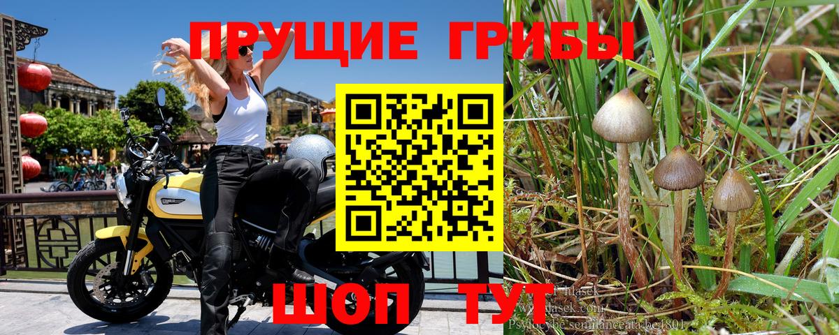 Феодосия  Псилоцибиновые грибы Cubensis  Вход с VPN 